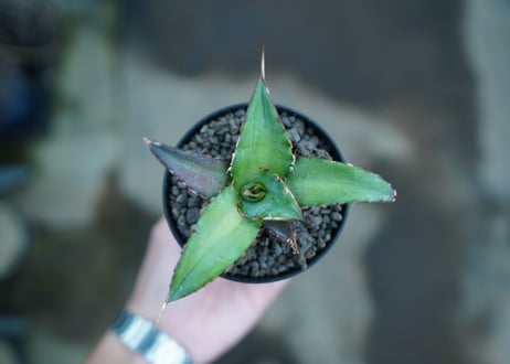 アガベ　チタノタ　ハデス　Agave titanota Hades