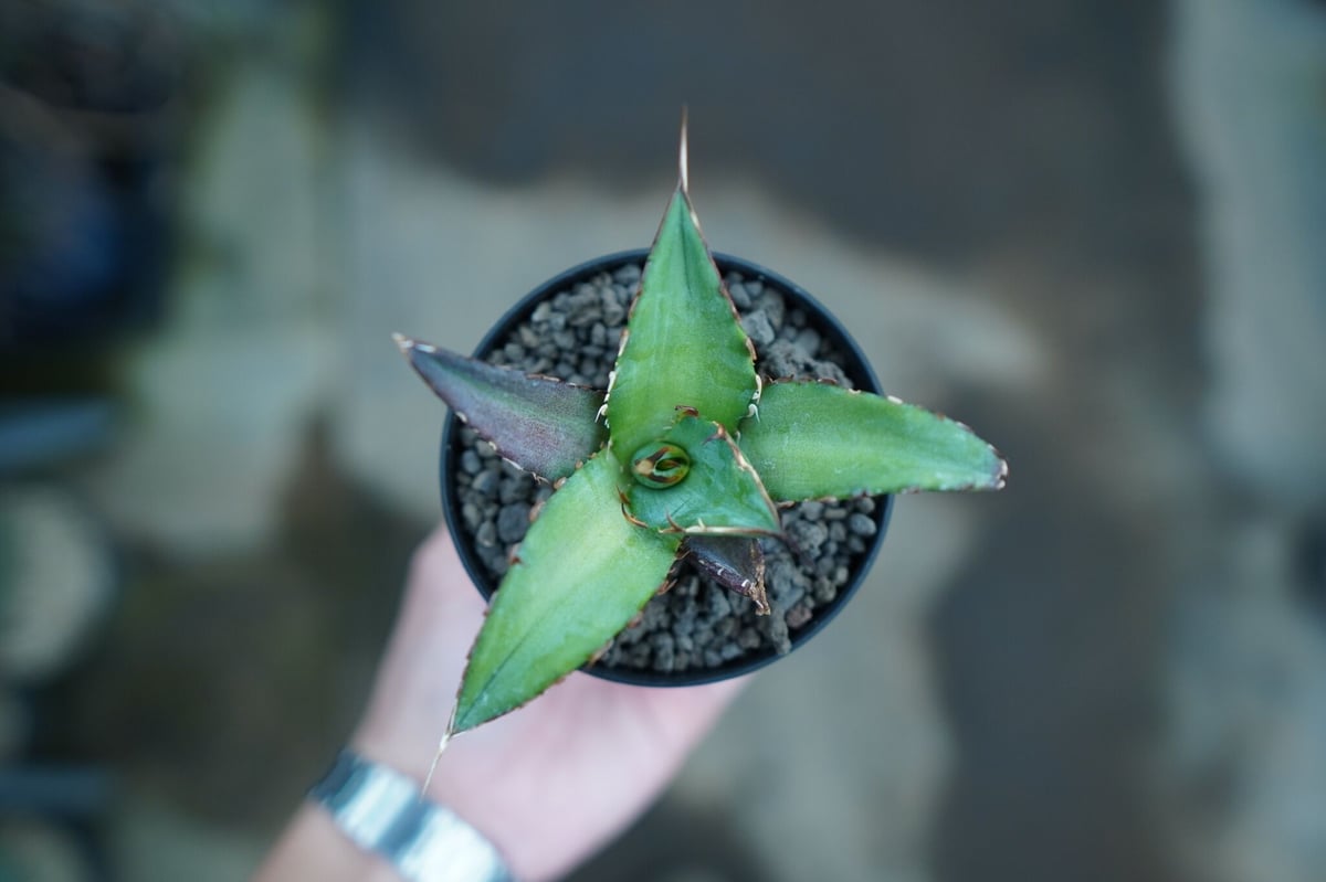 アガベ　チタノタ　ハデス親株 アガベ ハデス HADES 親株 鉢付き アガベ チタノタ ハデス Agave