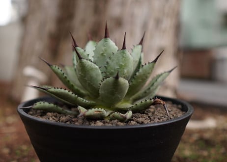 アガベ　マクロアカンサ×ポタトラム　 Agave macroacantha×potatoruｍ　NO.5