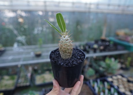 パキポディウム　カクチぺス　Pachypodium cactipes