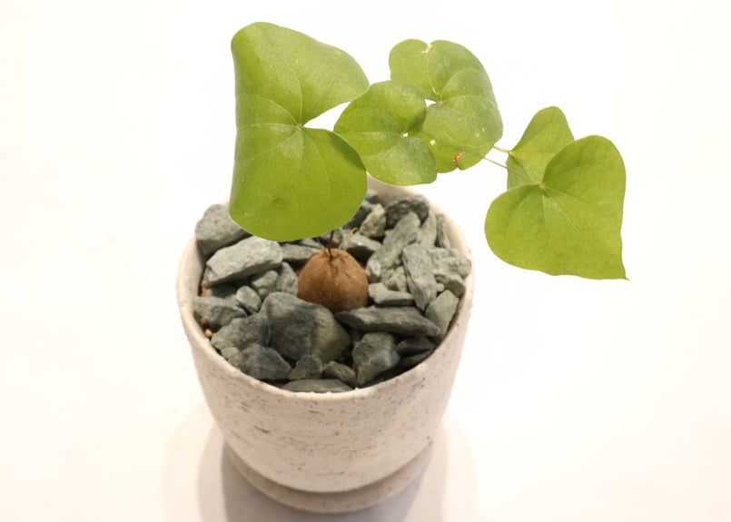 亀甲竜　実生 亀甲竜 実生｜そだレポ（栽培レポート）byryomini｜みんなの趣味