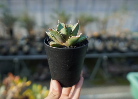 アガベ　チタノタ　FO-76 Agave titanota FO-76  No.2
