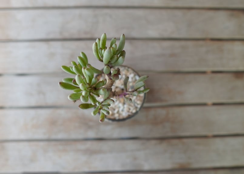 オトンナ クラビフォリア Othonna clavifolia | mana's farm: