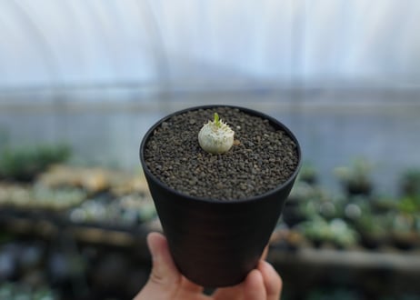 パキポディウム　恵比寿笑い　Pachypodium brevicaule　No.4