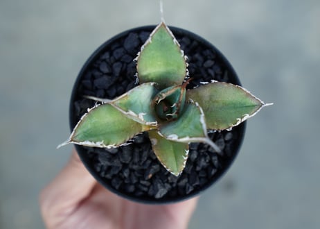 アガベ　チタノタ　FO-76 Agave titanota FO-76