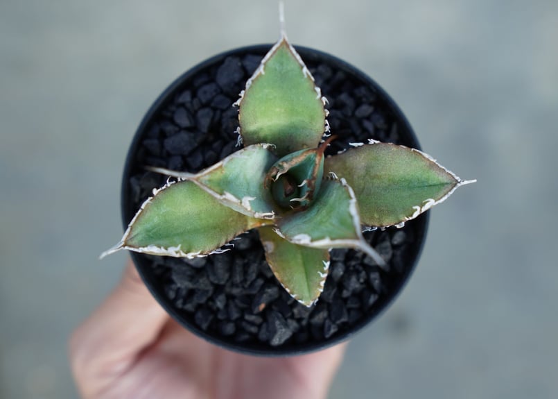 アガベ チタノタ FO-76 Agave titanota FO-76 | mana's fa
