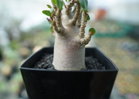 アデニウム　Adenium　No.2