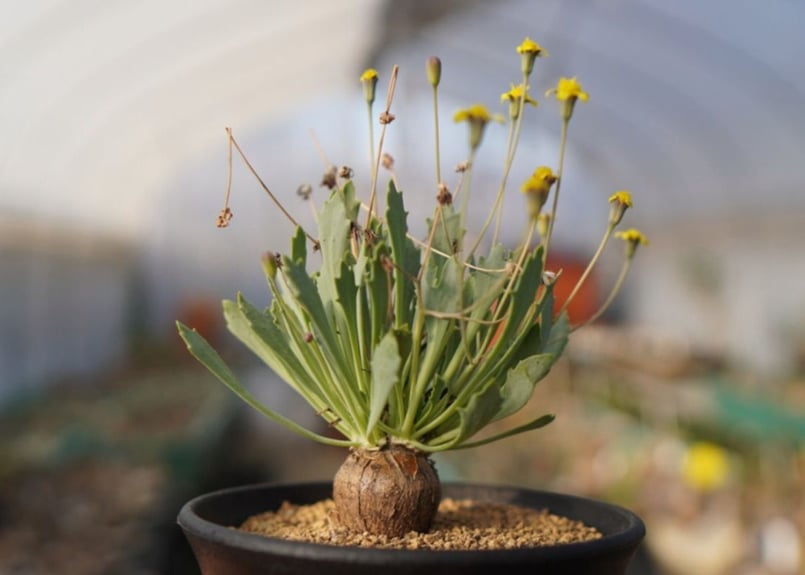 オトンナsp ユーフォルビオイデス×スタインコフ Othonna euphorbioides×