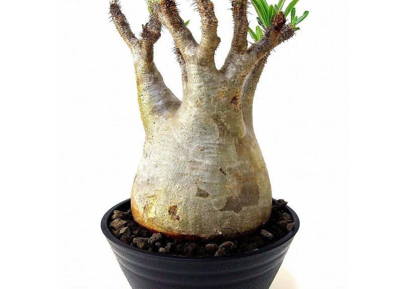 Pachypodium Gracilius パキポディウム グラキリス №5 | mana