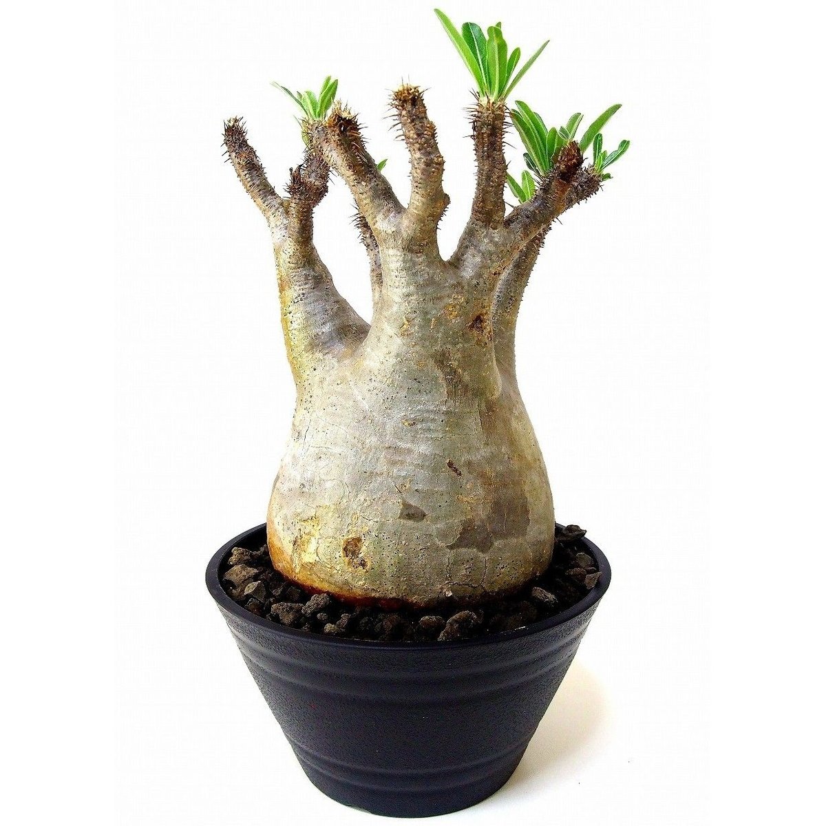 Pachypodium Gracilius パキポディウム グラキリス №5 | mana