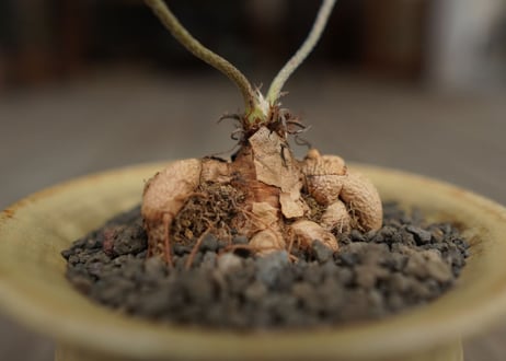 ペラルゴニウム　ビオリフロルム　Pelargonium violiflorum