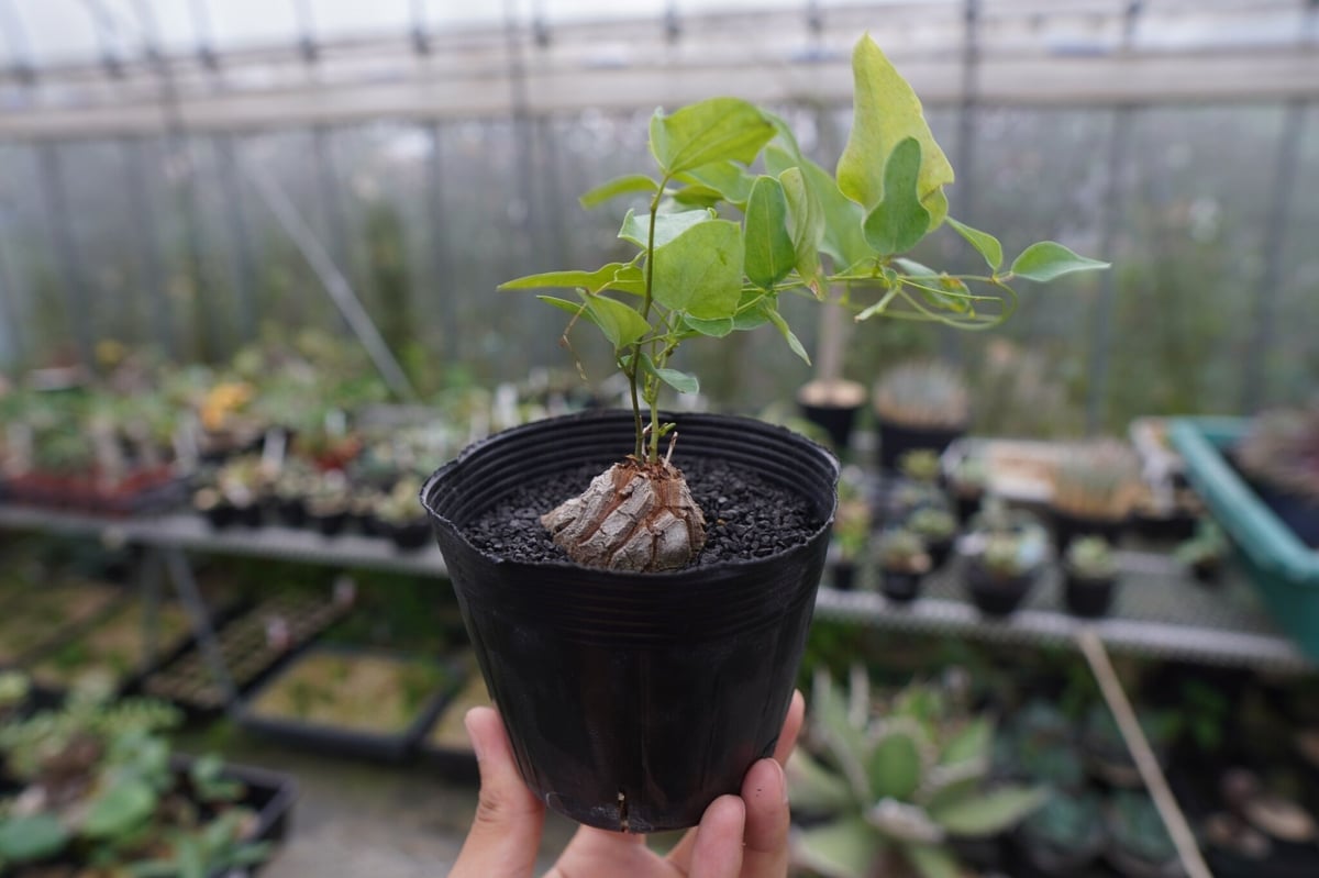 ディオスコレア シルバティカ Dioscorea sylvatica No.2 | mana...