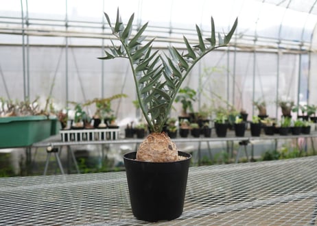 エンセファラルトス　 ホリダス　Encephalartos horridus　 NO.4