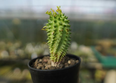 ユーフォルビア　スザンナエ　Euphorbia susannae