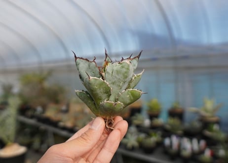 agave titanota ブラック＆ブルー　No.9
