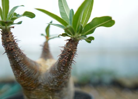 パキポディウム　グラキリス　 Pachypodium Gracilius  No.4