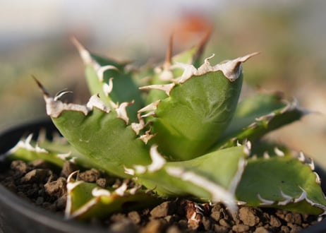 agave titanota 　ソーラーエクリプス