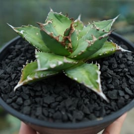 アガベ チタノタ ノーネームの魅力 | mana's green:塊根植物販売 アガベ チタノタ ノーネームの魅力 | mana's green:塊根植物販売