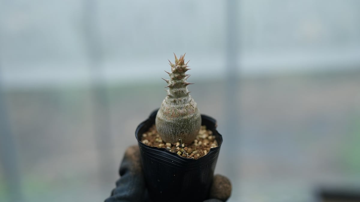 パキポディウム ウィンゾリー 沖縄実生 No.2 [2026/02/12] | mana's