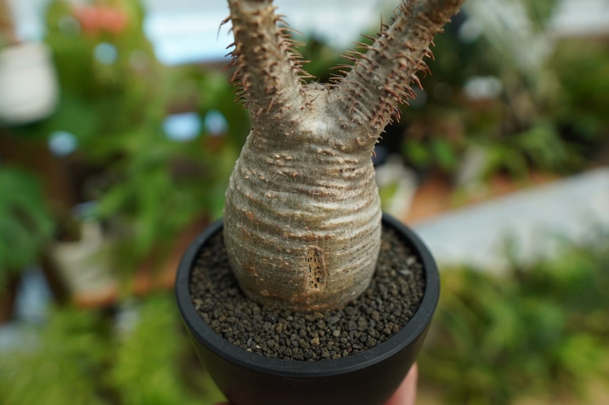 発根管理中】パキポディウム グラキリス Pachypodium Gracilius No