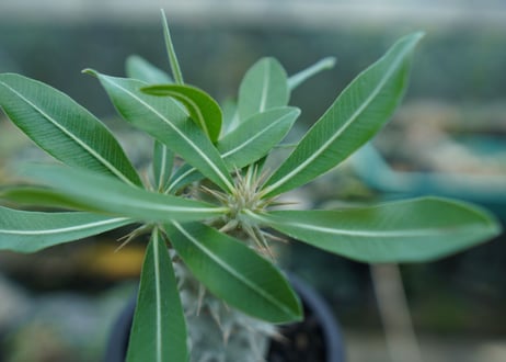 パキポディウム　ホロンベンセ　Pachypodium horombense