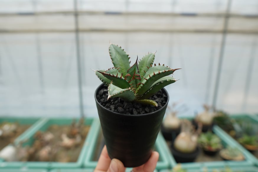 スタッフ大樹が本気で選ぶオススメ株5選！ | mana's farm:塊根植物