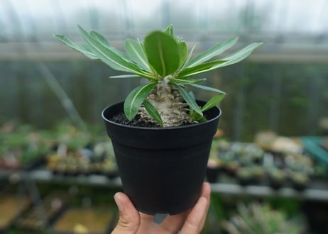 パキポディウム　恵比寿大黒　Pachypodium Densicaule　No.8