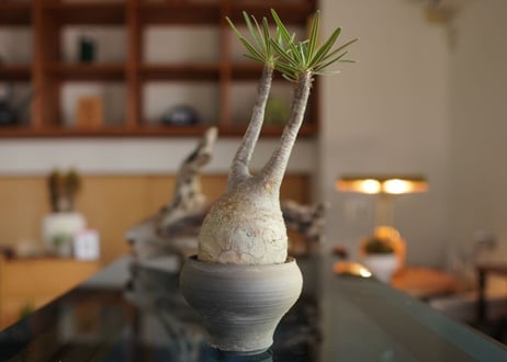 パキポディウム　グラキリス　 Pachypodium Gracilius
