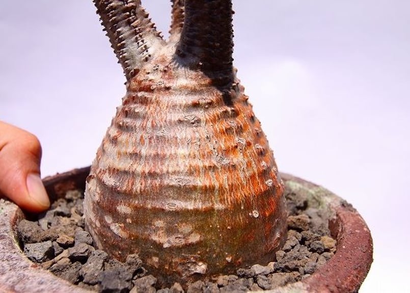 パキポディウム グラキリス 茶肌 | mana's farm:塊根植物・アガベ