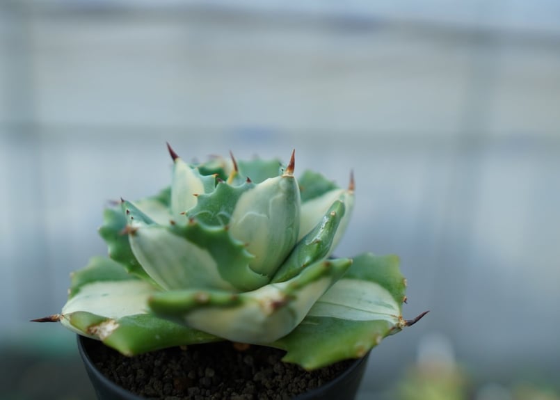 アガベ 王妃雷神錦 白中斑 Agave “Ohi Raijin Nishiki Shirona