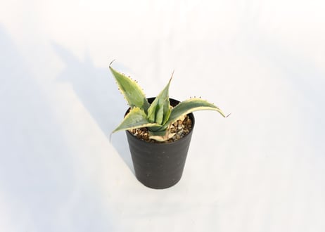 Agave 怒雷神錦