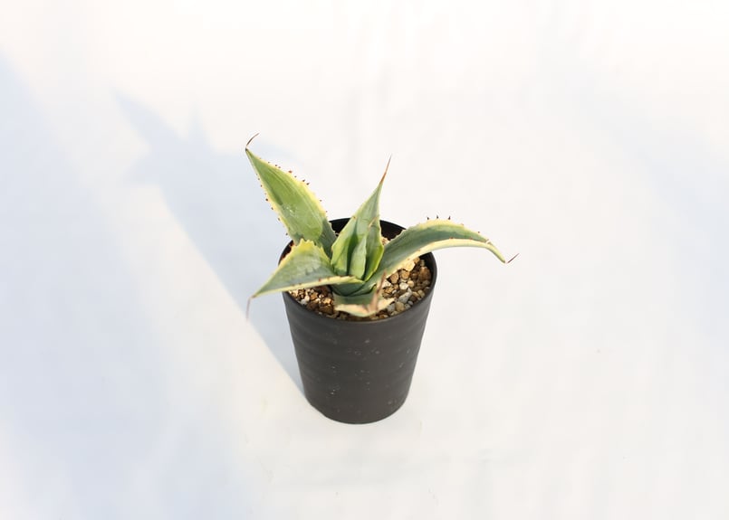 Agave 怒雷神錦 | mana's farm:塊根植物・アガベ・ドライガーデン植物
