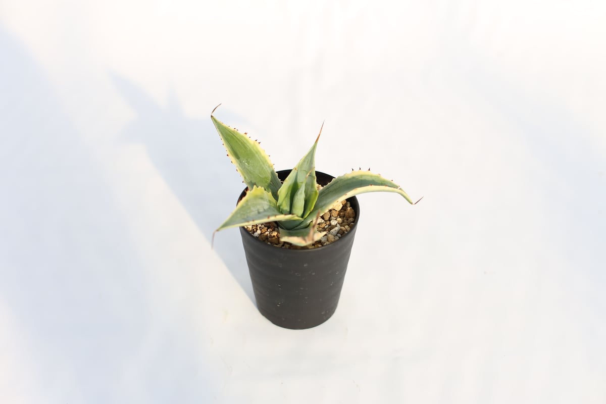 Agave 怒雷神錦 | mana's farm:塊根植物・アガベ・ドライガーデン植物