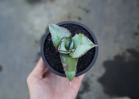 アガベ　チタノタ　ブルー　agave titanota Blue