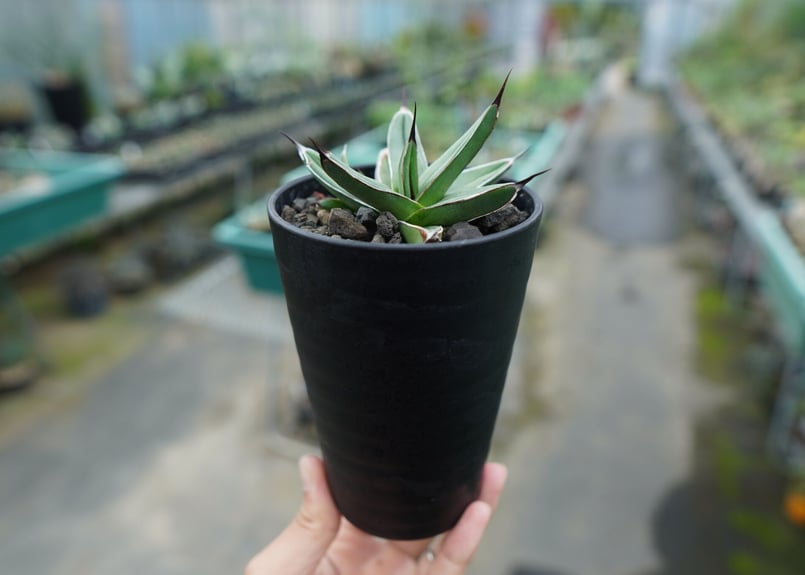 アガベ ニッケルシー Agave nickelsiae | mana's farm:塊根植物
