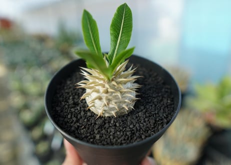 パキポディウム　恵比寿大黒　Pachypodium Densicaule　No.7