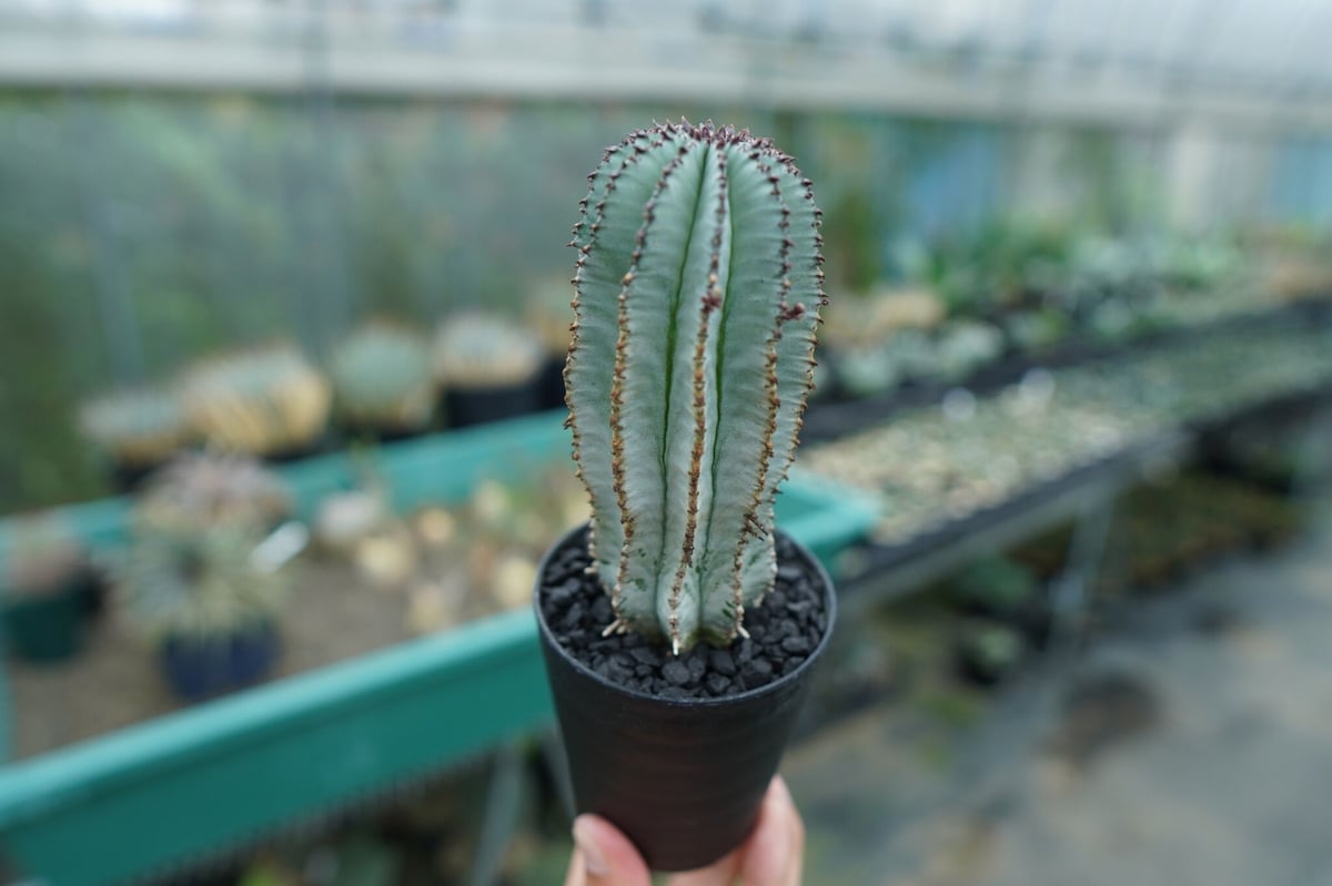 ユーフォルビア ホリダ スノーフレーク Euphorbia horrida 