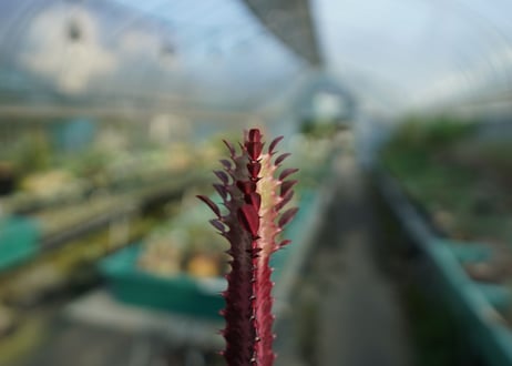 ユーフォルビア　紅彩雲閣　Euphorbia trigona f. rubra　No.2