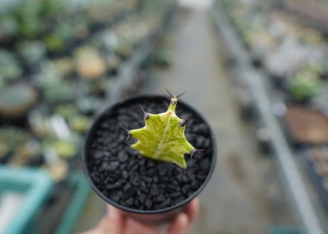 ユーフォルビア　イエローゴースト　Euphorbia lactea Yellow Ghost