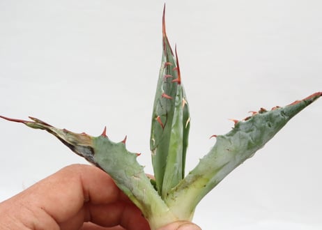 Agave ovatifolia Kelly Griffin selection  pup
