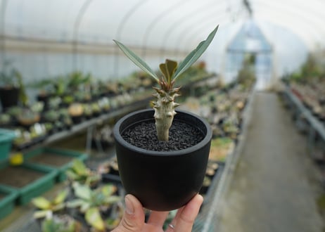 パキポディウム　バロニー　Pachypodium baronii  No.2