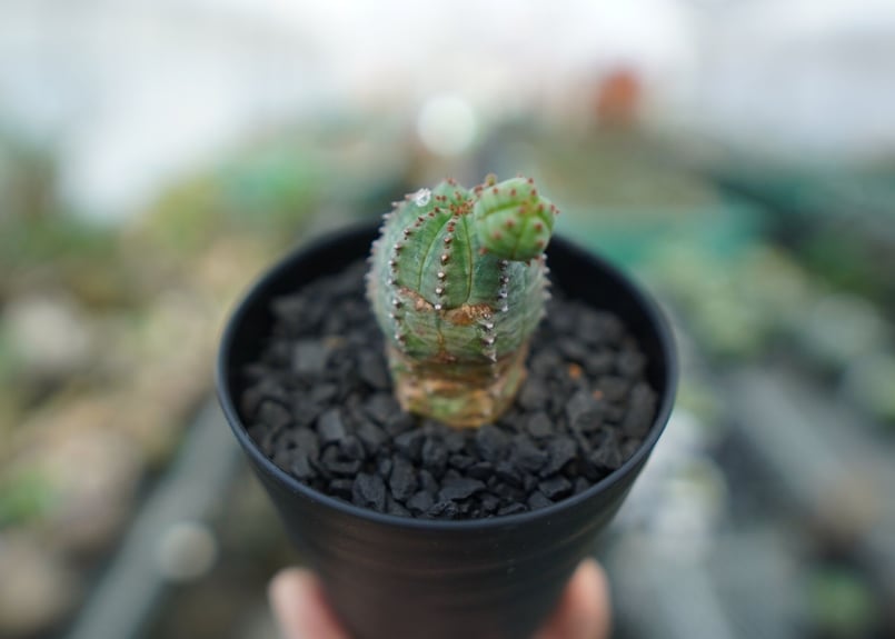 ユーフォルビア オベサブロー Euphorbia ObesaBlow | mana's far