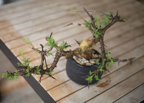 コンミフォラ　Commiphora