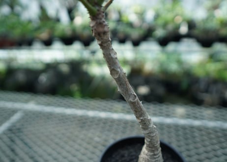 フィランサス　ミラビリス　Phyllanthus mirabilis