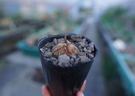 亀甲竜　Dioscorea elephantipes　No.4