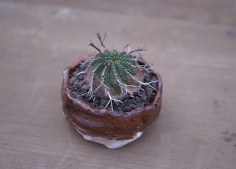ユーフォルビア　バリダ  Euphorbia valida