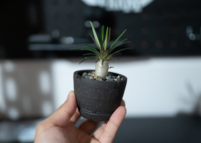 パキポディウム グラキリス 沖縄実生株 | mana's farm:塊根植物