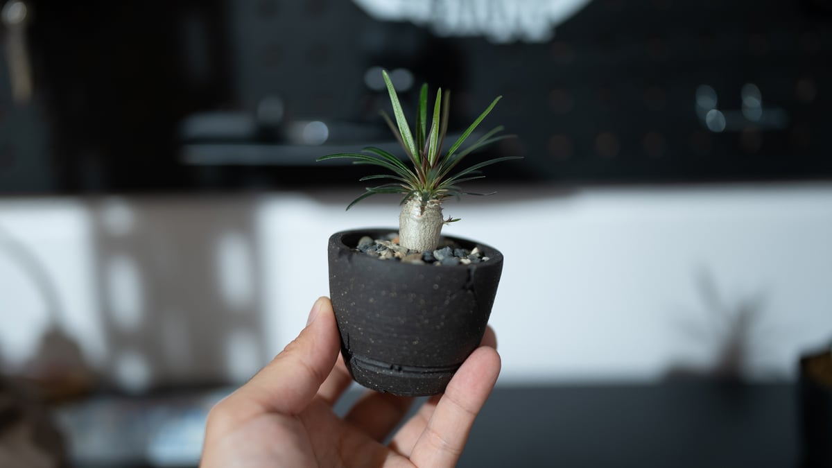 パキポディウム グラキリス 沖縄実生株 | mana's green:塊根植物 パキポディウム グラキリス 沖縄実生株 | mana's green:塊根植物