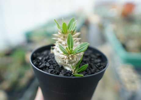 パキポディウム　恵比寿大黒　Pachypodium Densicaule　No.3