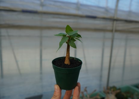 フィカス パルメリー Ficus palmeri